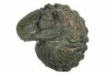Long, Bumpy Enrolled Morocops Trilobite - Morocco #252737-2